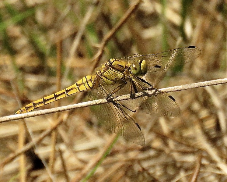 black-tailed skimmer